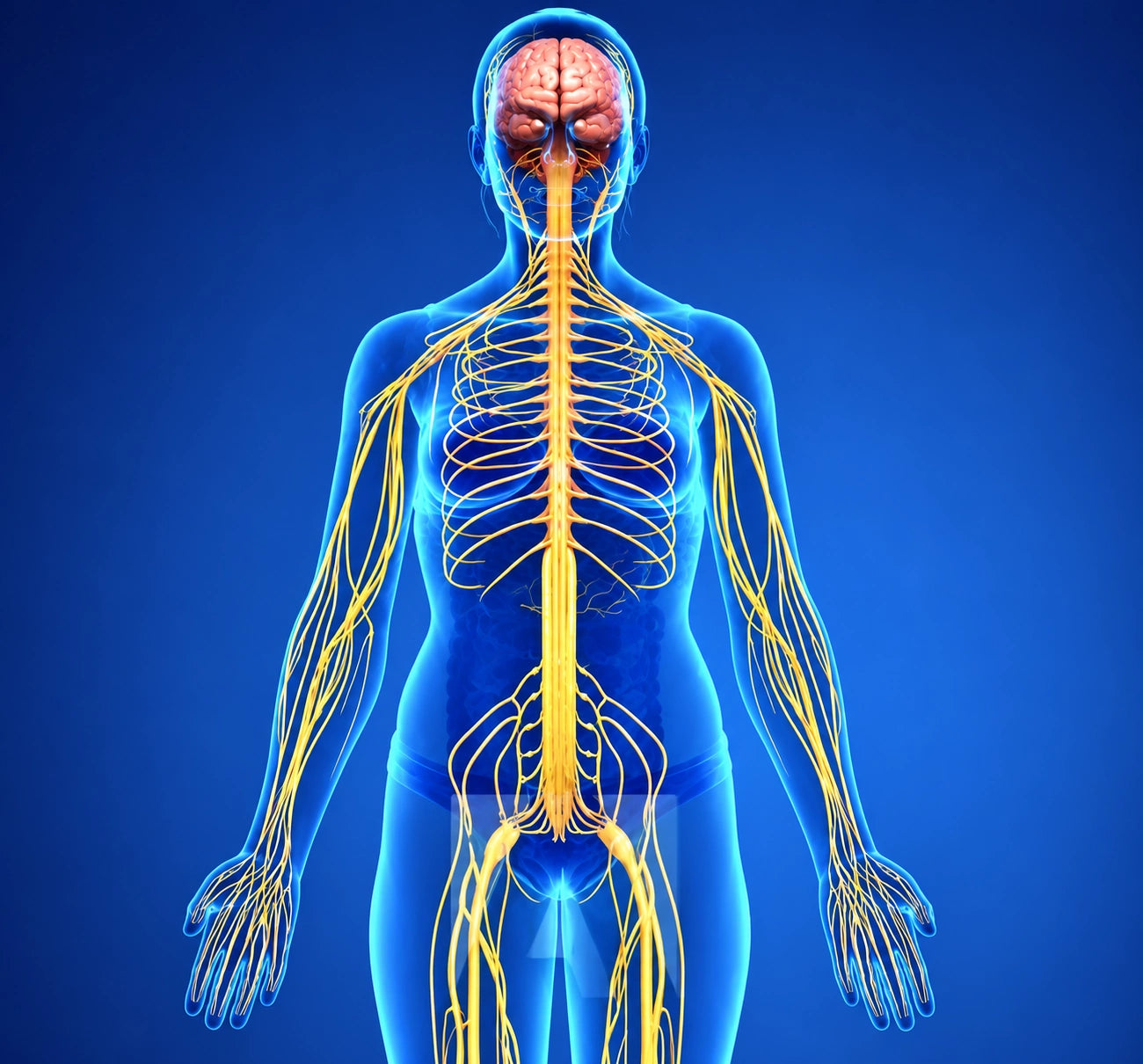 Human nervous system illustration
