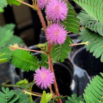 Mimosa Pudica plant